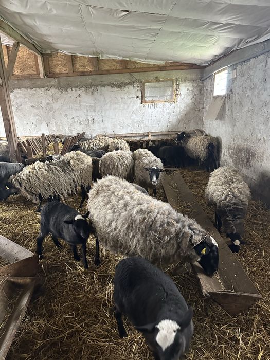 Vand 1 berbec romanov