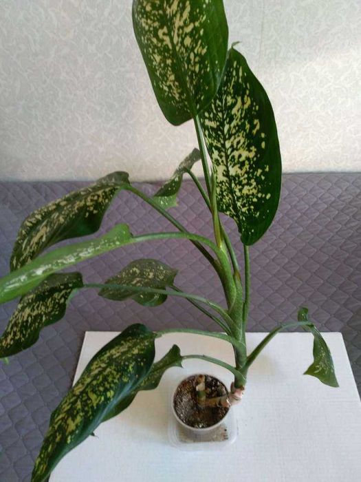 Кактус кактус --