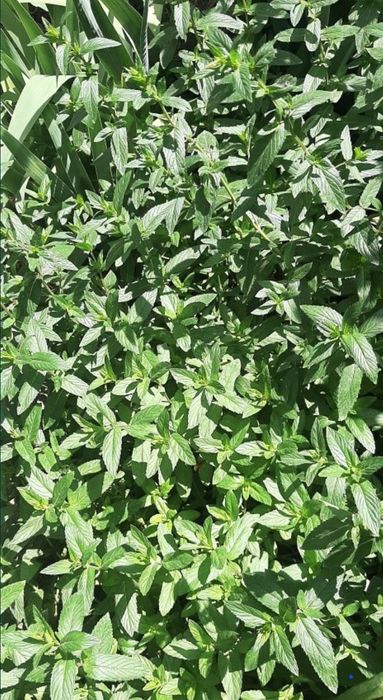 Цветы      Цветы