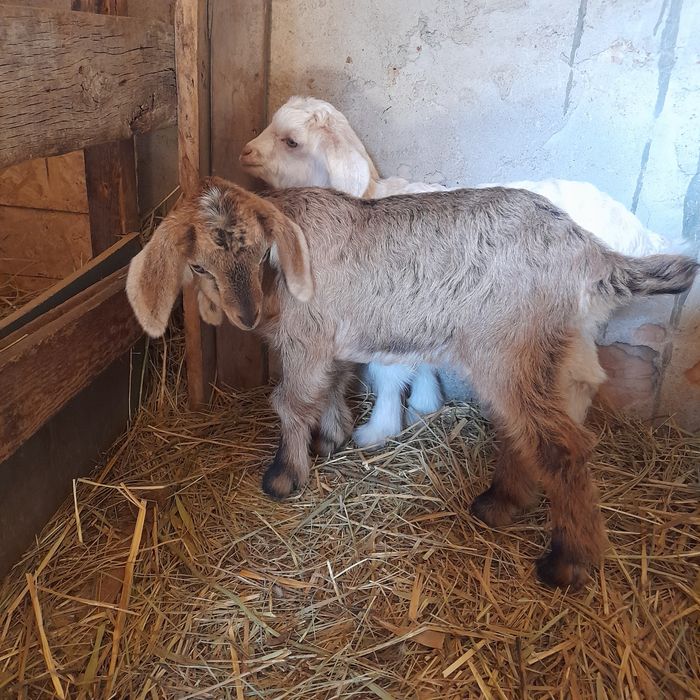 Альпийский Казёл и козы