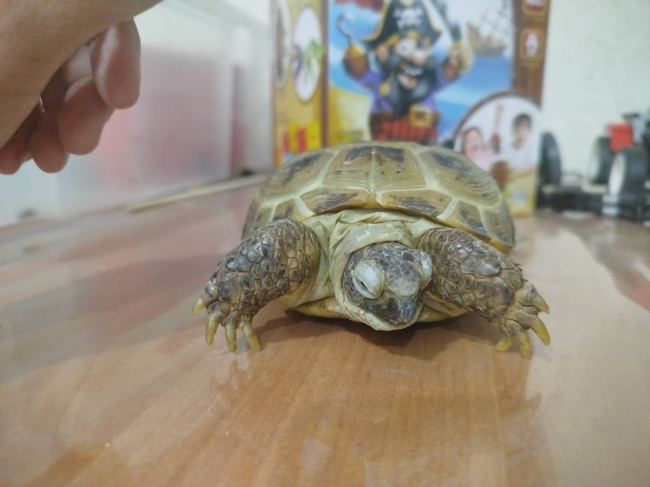 Сухопутная черепаха