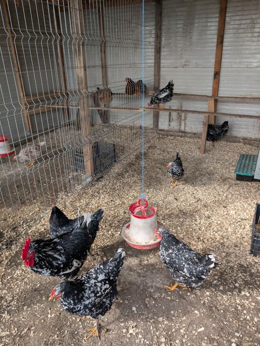 Oua de incubat diferite rase