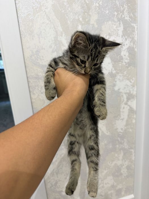 Котята в хорошие руки