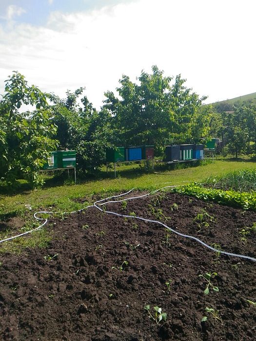 Schimb stupi , famili de albine pentru teren