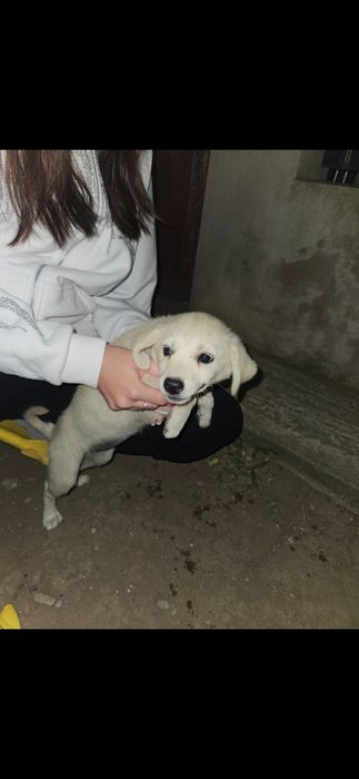 Adoptie pui de caini/pisica