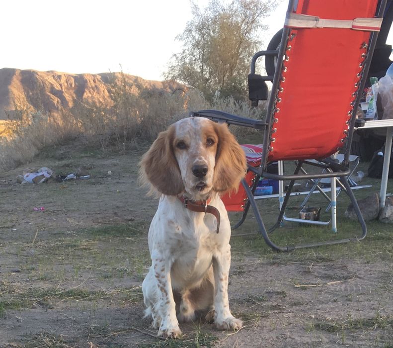 РОС Русский Спаниел