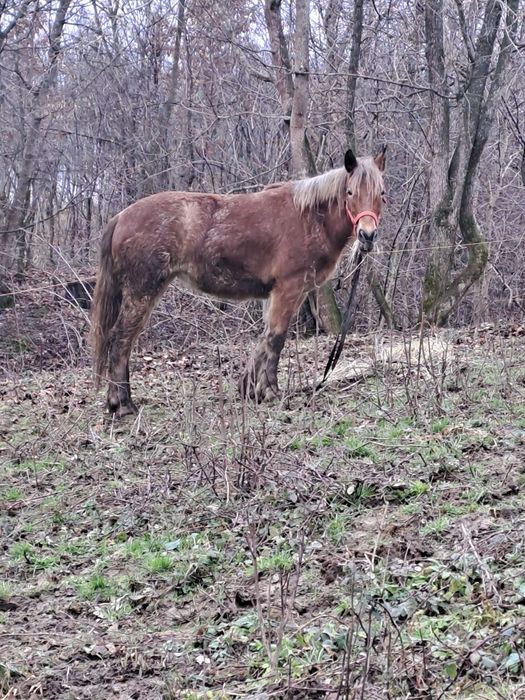 De vânzare o mânză de 1 jumătate