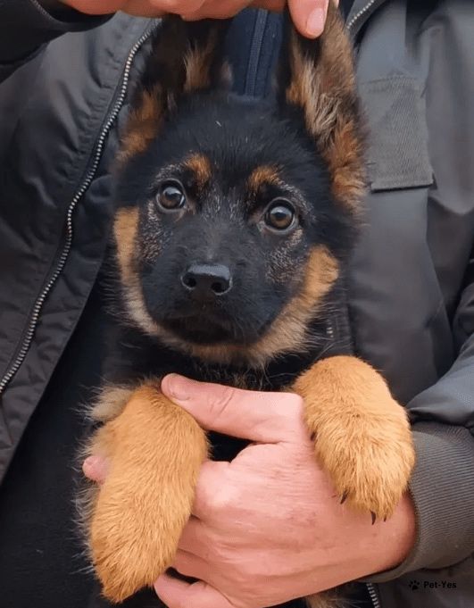 Продам породисых щенков