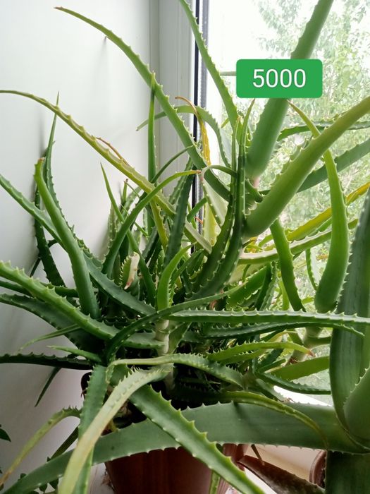 Комнатные шикарные цветы