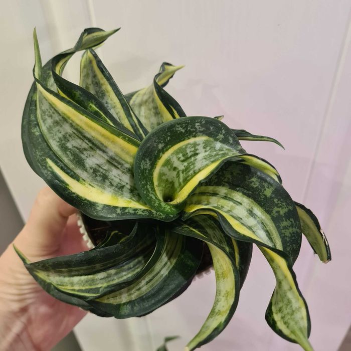 Комнатные цветы разные