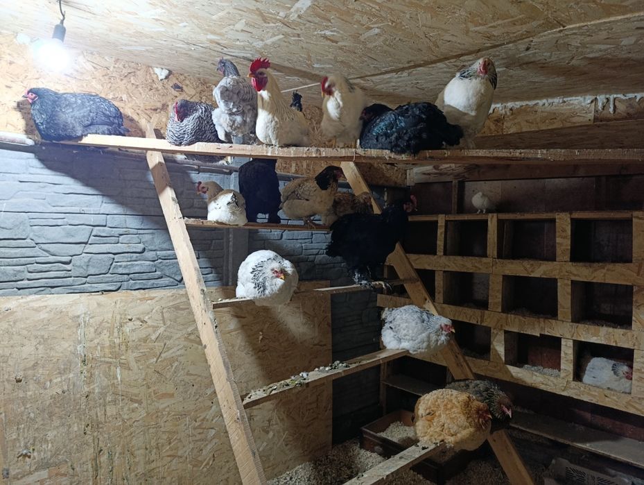 Продам куриц  оптом