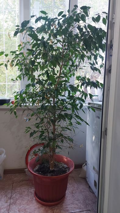 Продам фикус бенджамина