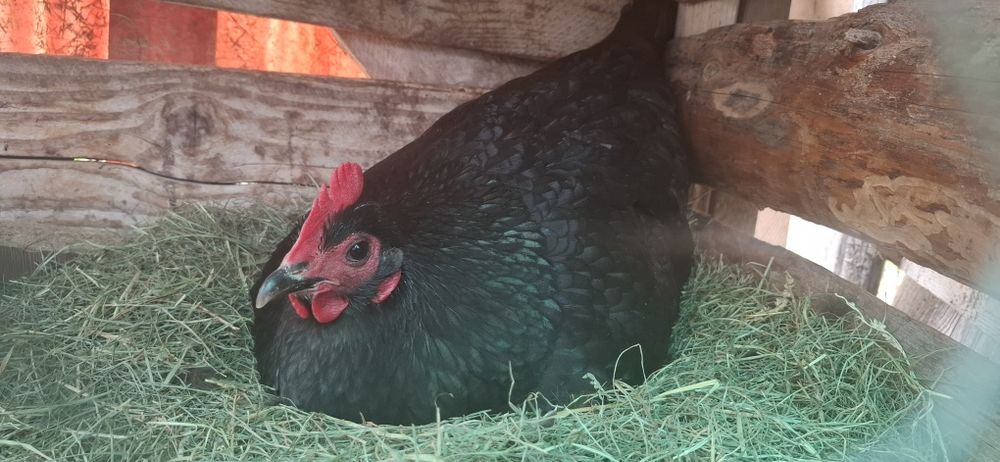 Oua  găini Australorp