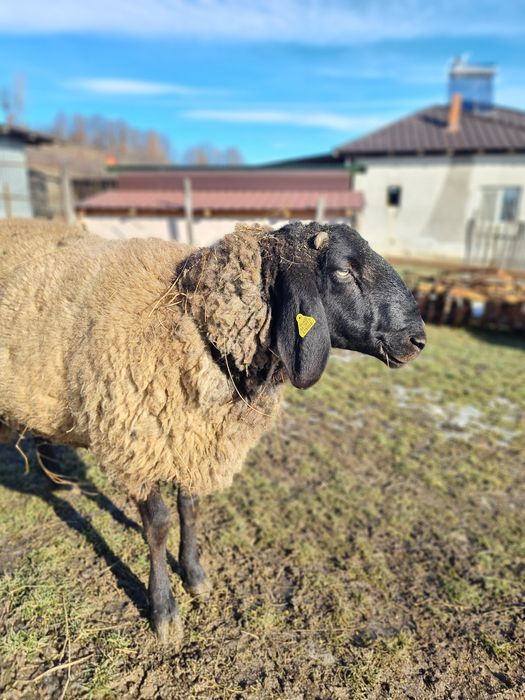 Vând berbec carabaș