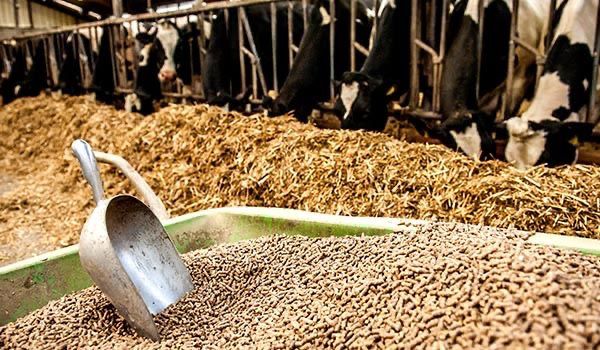 Furaje faina uruiala macinata vaci de lapte juninci vitei