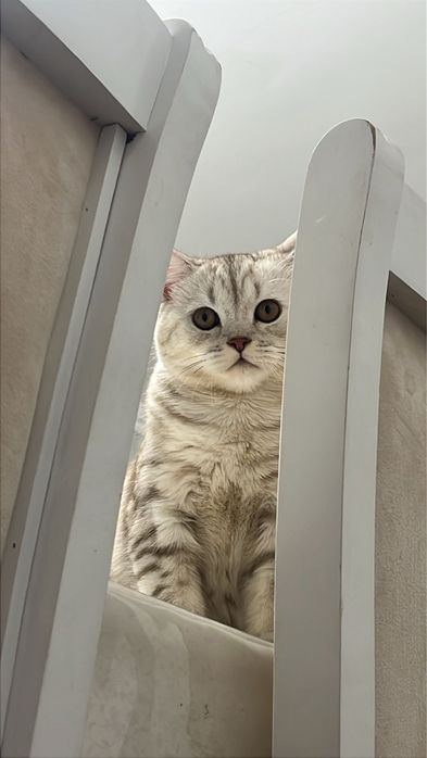 Сатылады 25000, саудасы бар