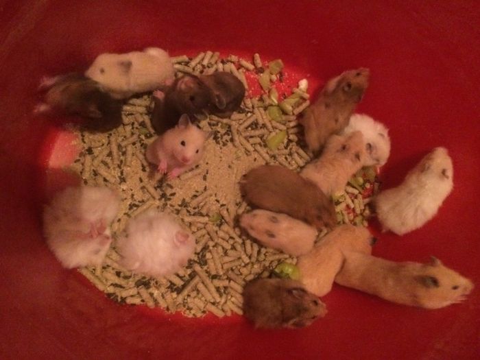 Хомяки домашние !