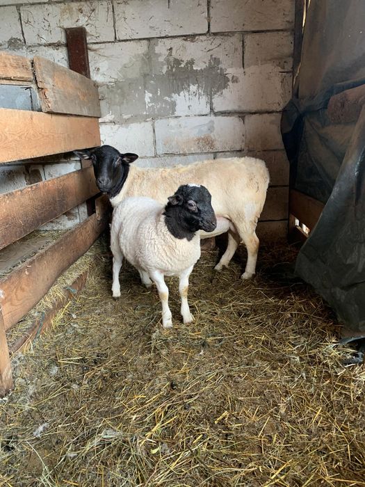 Oi dorper de vânzare