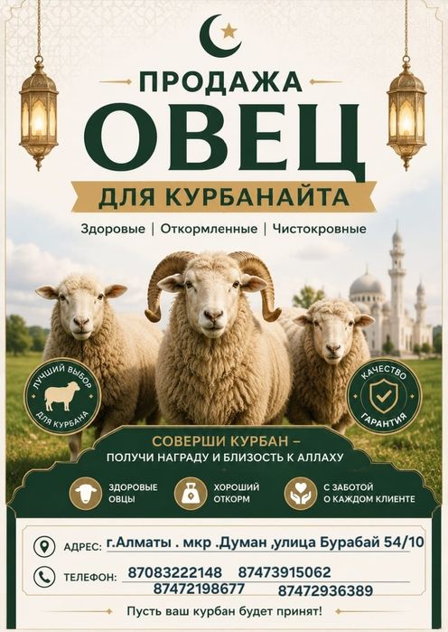 Кой  Бараны токтушки продаётся Г.АЛМАТЫ