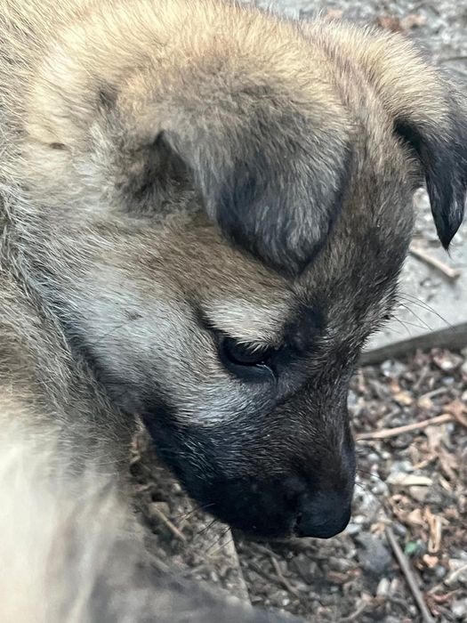 Отдам в добрые руки