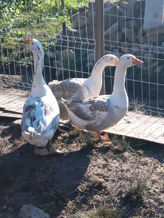 2 gâște și 1 gascan