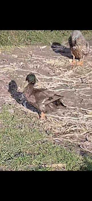 Vând rate românești