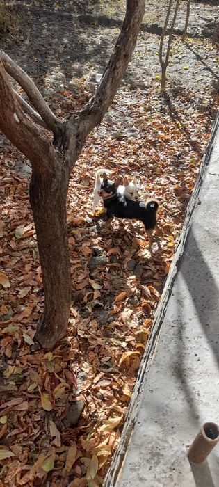 Чихуахуа пародали ит болалари сотилади