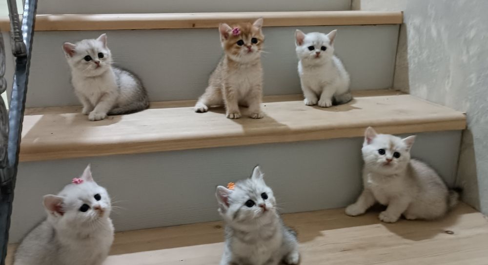 Продаётся Котята шиншилла