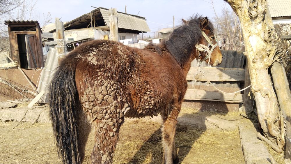 қойлар мен тай сатылады