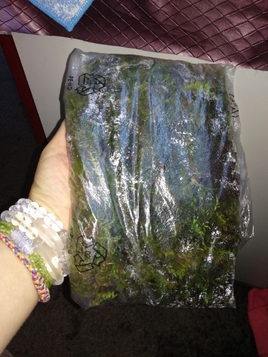 Мох   для   улиток