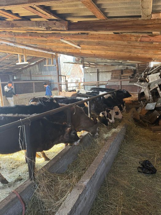 Продам тёлочек