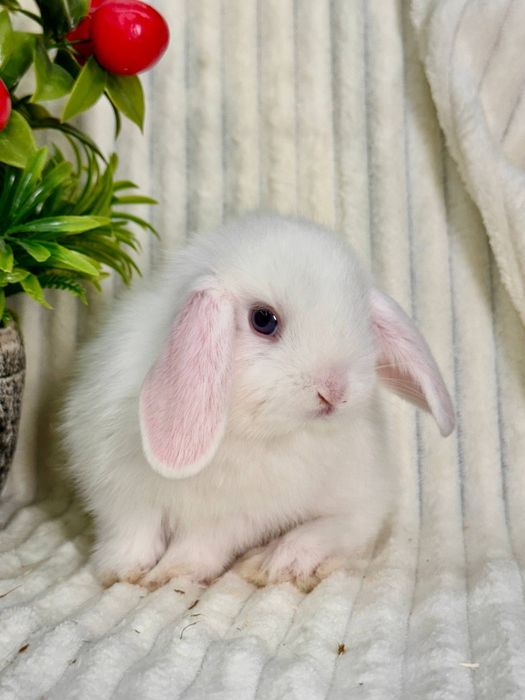 Декоративные Кролики Карлик Баран. Кролик