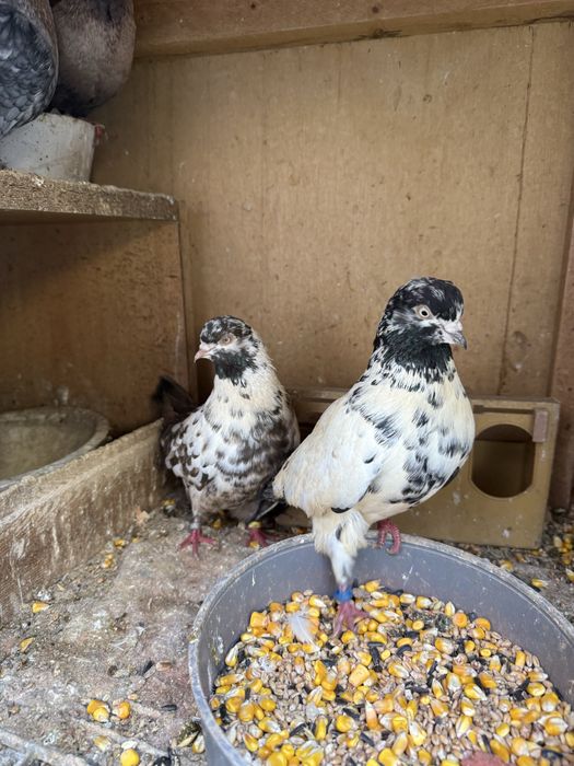 Pereche porumbei rolleri parlori cu joc la sol