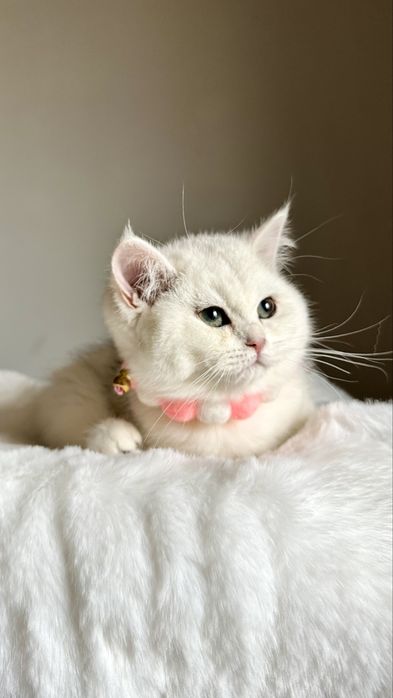 Fetita British Shorthair Chinchilla Silver Superba! Felisa Autorizata