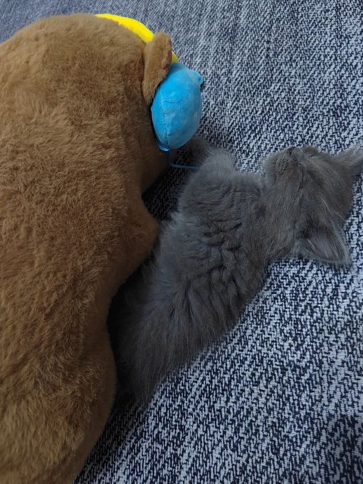 Котёнок 2 месяца