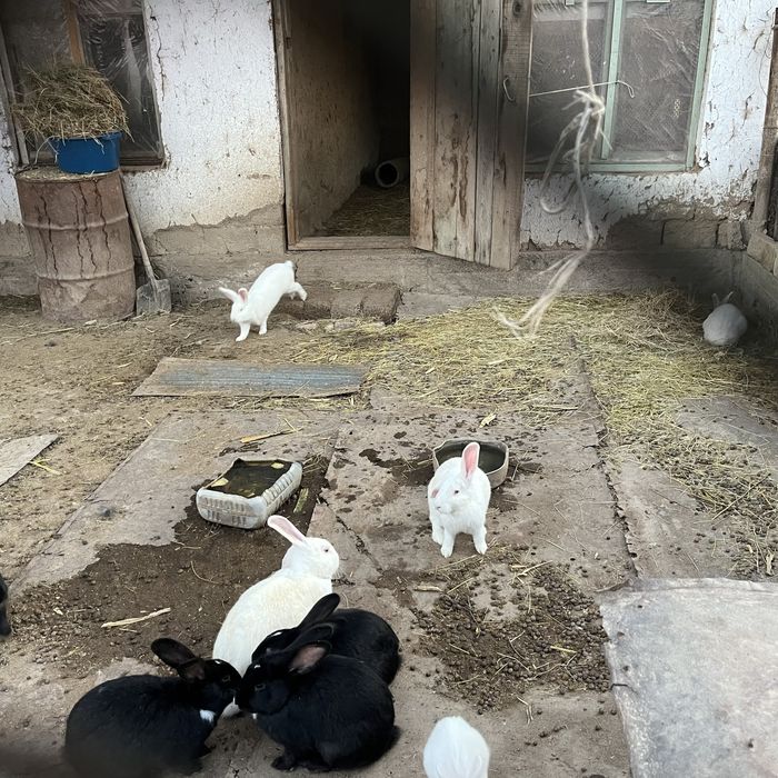 Қоян заец кролик