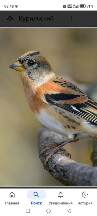 Продам птицу певчие