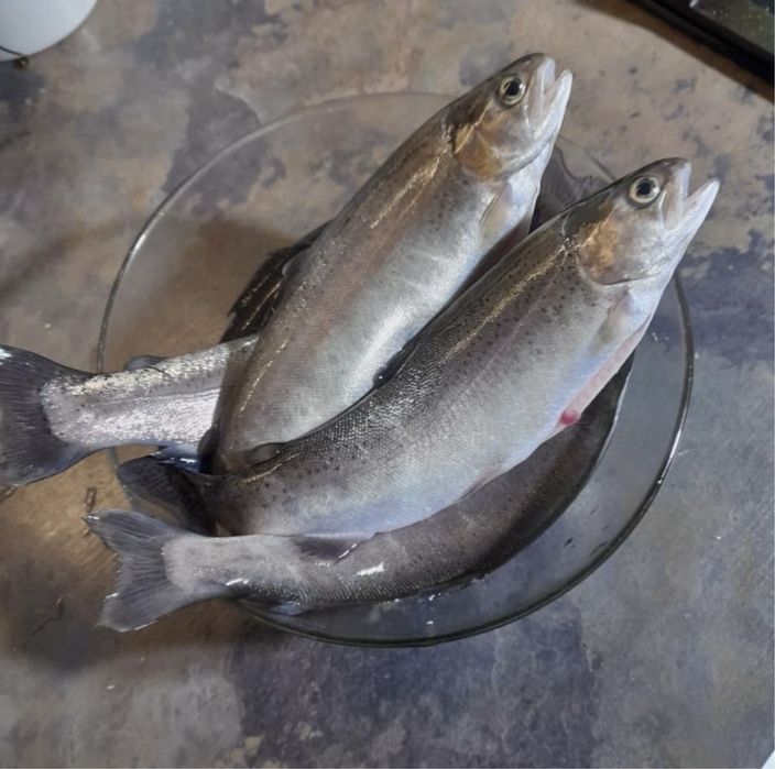 Живая Форель Алматы