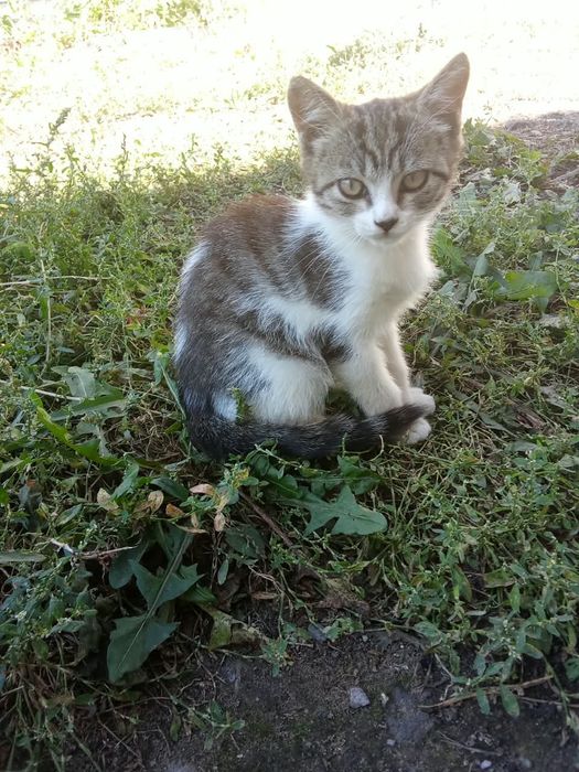 Котенок мальчик бесплатно