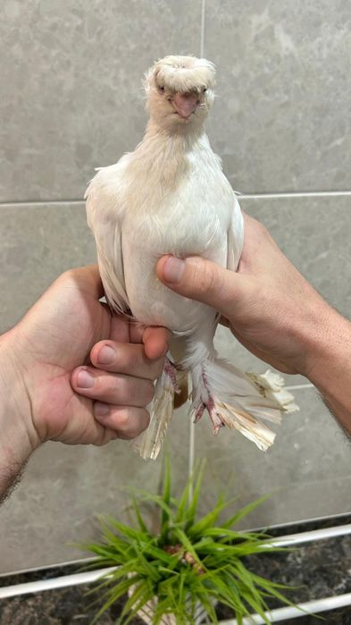 Продам совсем молодую гульбадамку