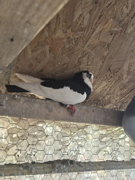 Porumbei gălățeni jucători