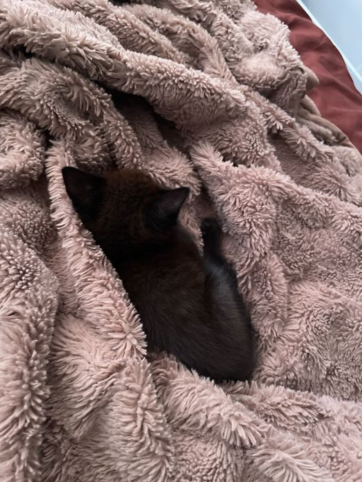 Отдадим котенка