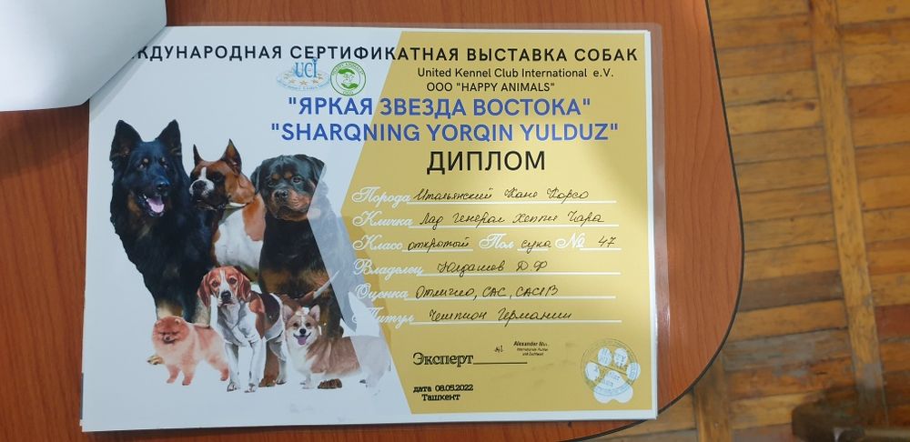 Продаётся щенок кане корсо итальянская