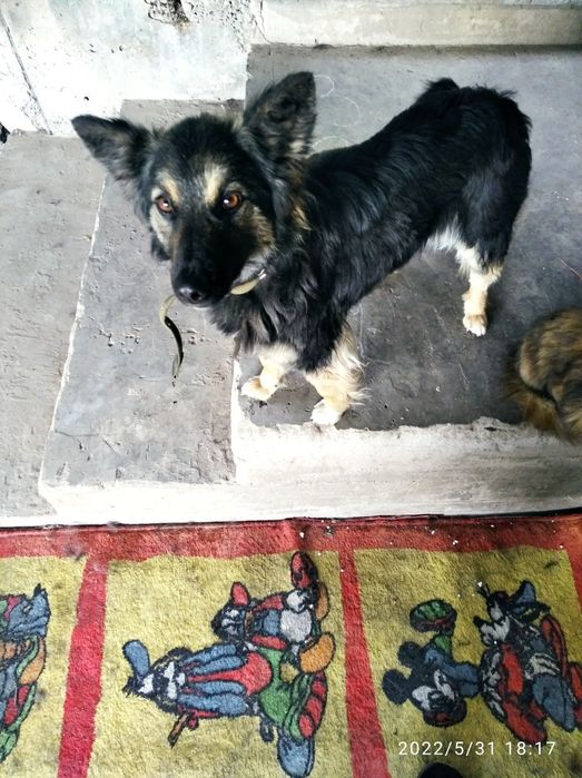 Девочка, помесь с овчаркой