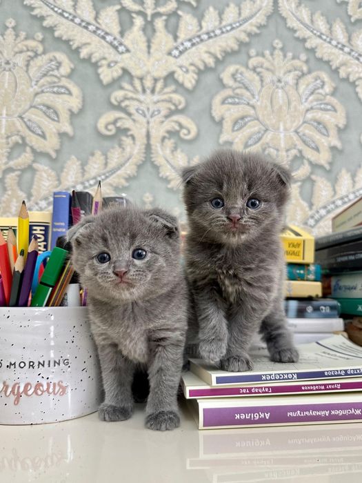 Котенок британский вислоухий