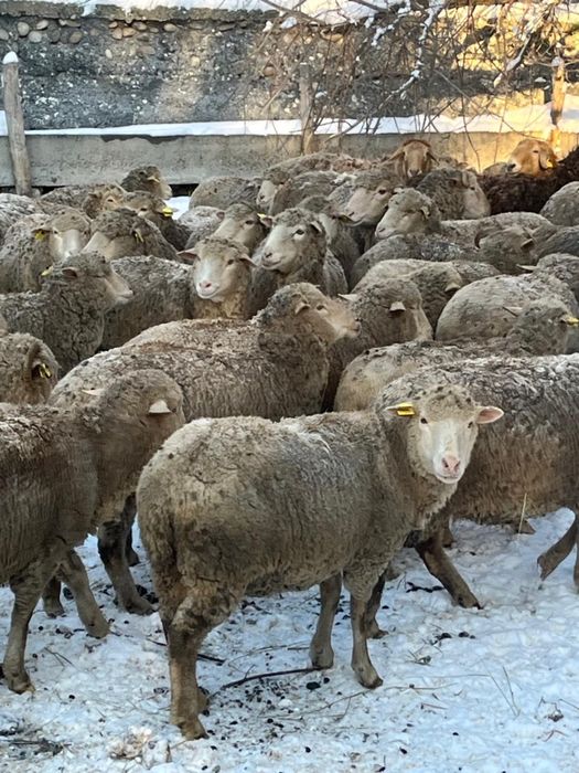 Кой семыз бараны
