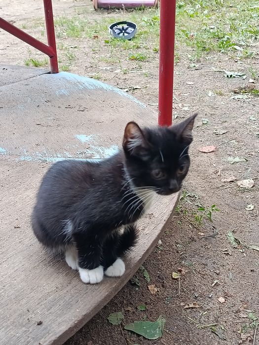 отдам красивых котят