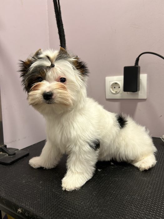 Biewer yorkie / Бивър