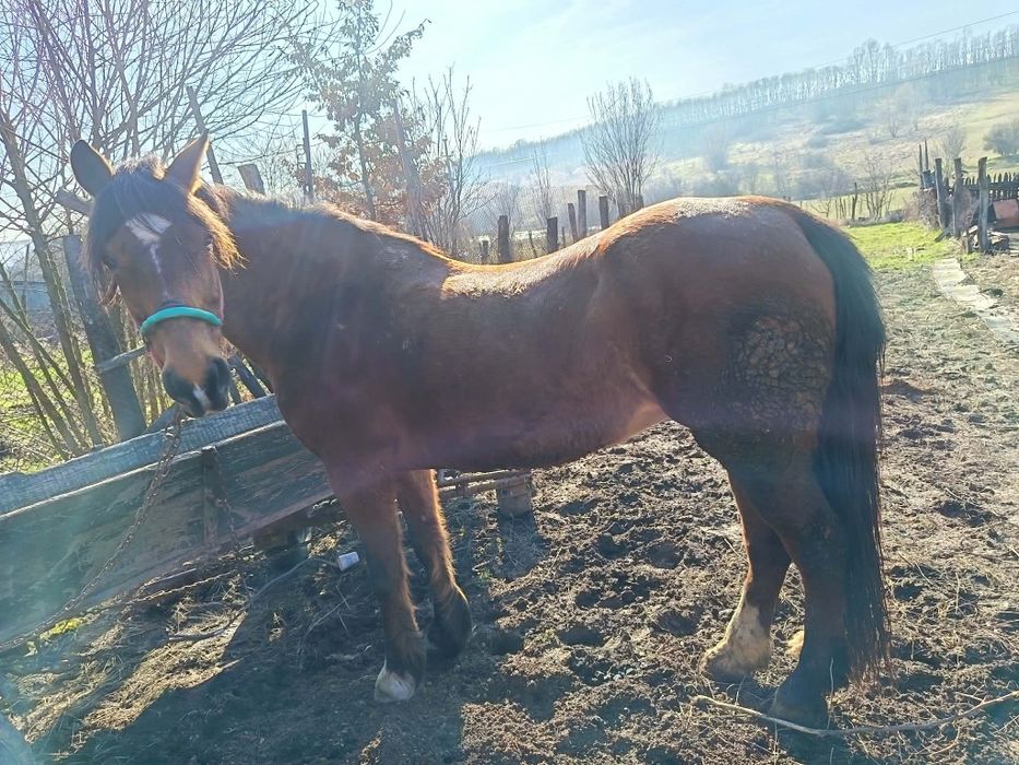 De vanzare iapa si manz