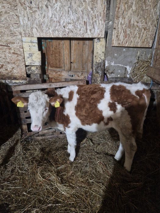 Vând vițea baltata